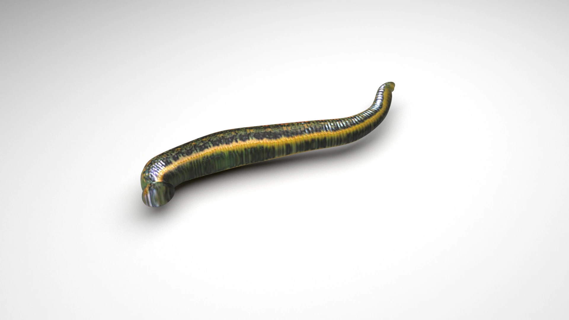 Leech Hirudo Medicinalis 3D Model .c4d .max .obj .3ds .fbx .stl .blend 