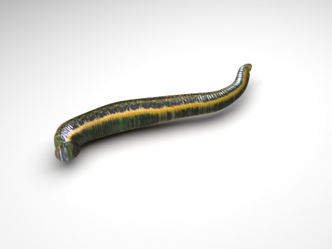 Leech Hirudo Medicinalis 3D Model