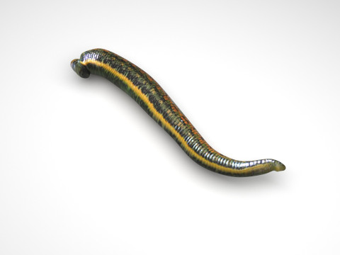 Leech Hirudo Medicinalis 3D Model
