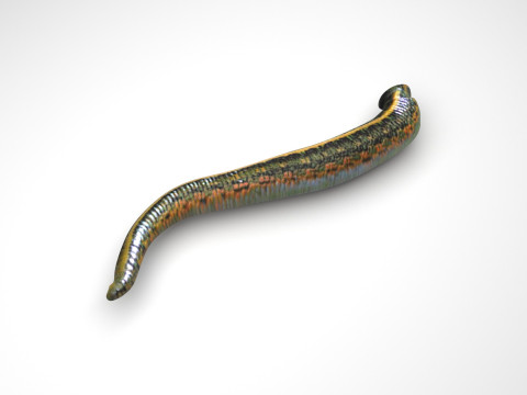 Leech Hirudo Medicinalis 3D Model