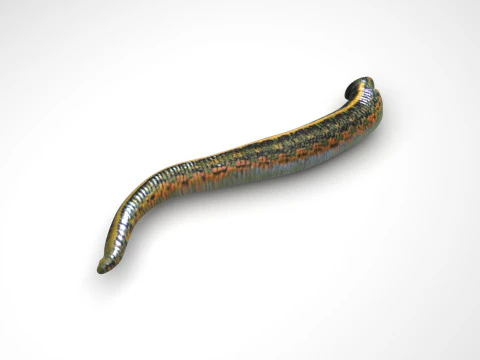 Leech Hirudo Medicinalis 3D Model