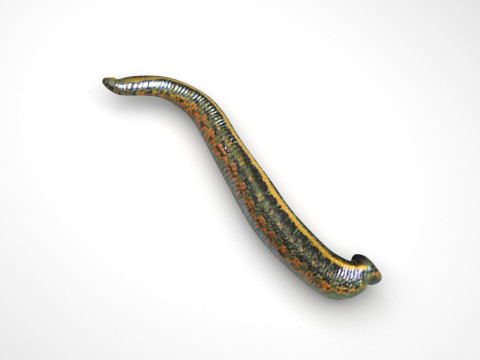 Leech Hirudo Medicinalis 3D Model
