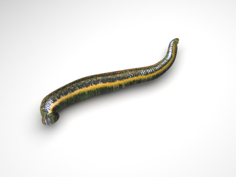Leech Hirudo Medicinalis 3D Model