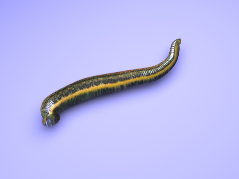Leech Hirudo Medicinalis 3D Model