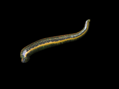 Leech Hirudo Medicinalis 3D Model