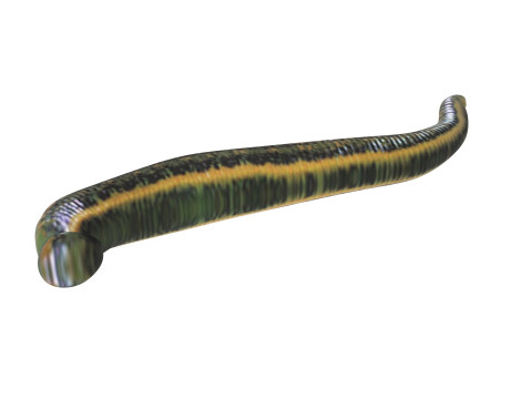 Leech Hirudo Medicinalis 3D Model