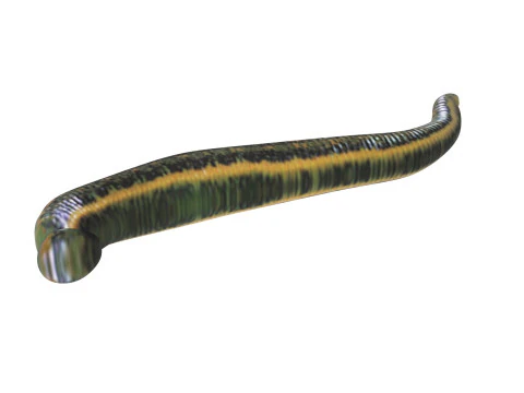 Leech Hirudo Medicinalis 3D Model