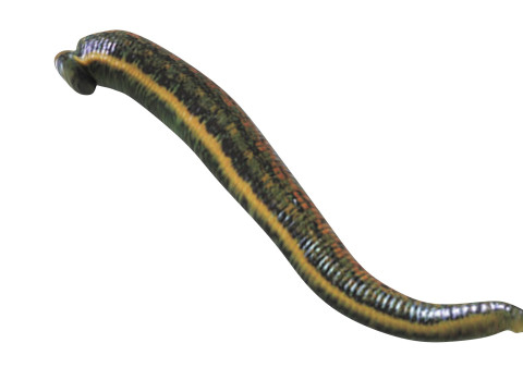 Leech Hirudo Medicinalis 3D Model