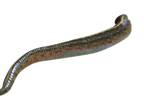 Leech Hirudo Medicinalis 3D Model