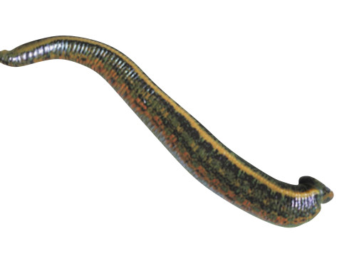 Leech Hirudo Medicinalis 3D Model