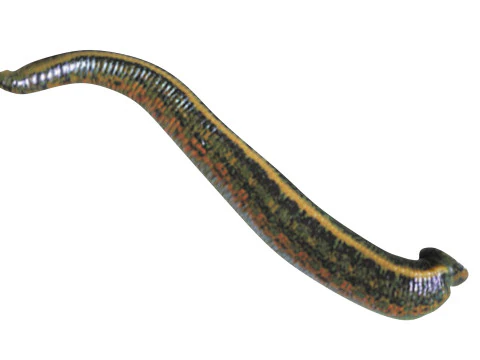 Leech Hirudo Medicinalis 3D Model