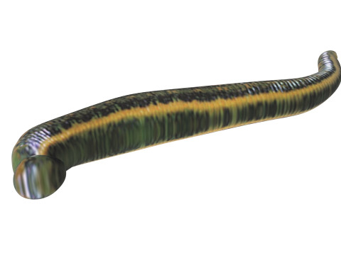 Leech Hirudo Medicinalis 3D Model
