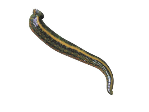 Leech Hirudo Medicinalis 3D Model