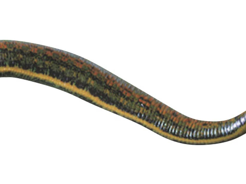 Leech Hirudo Medicinalis 3D Model