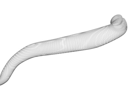 Leech Hirudo Medicinalis 3D Model