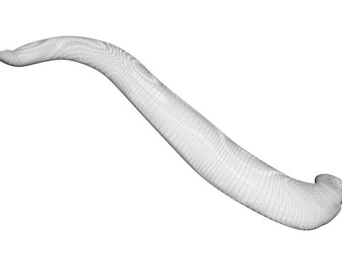 Leech Hirudo Medicinalis 3D Model