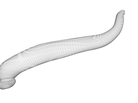 Leech Hirudo Medicinalis 3D Model