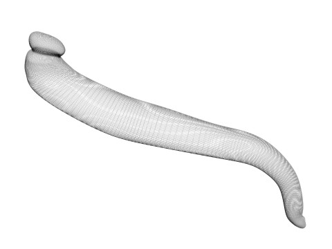 Leech Hirudo Medicinalis 3D Model