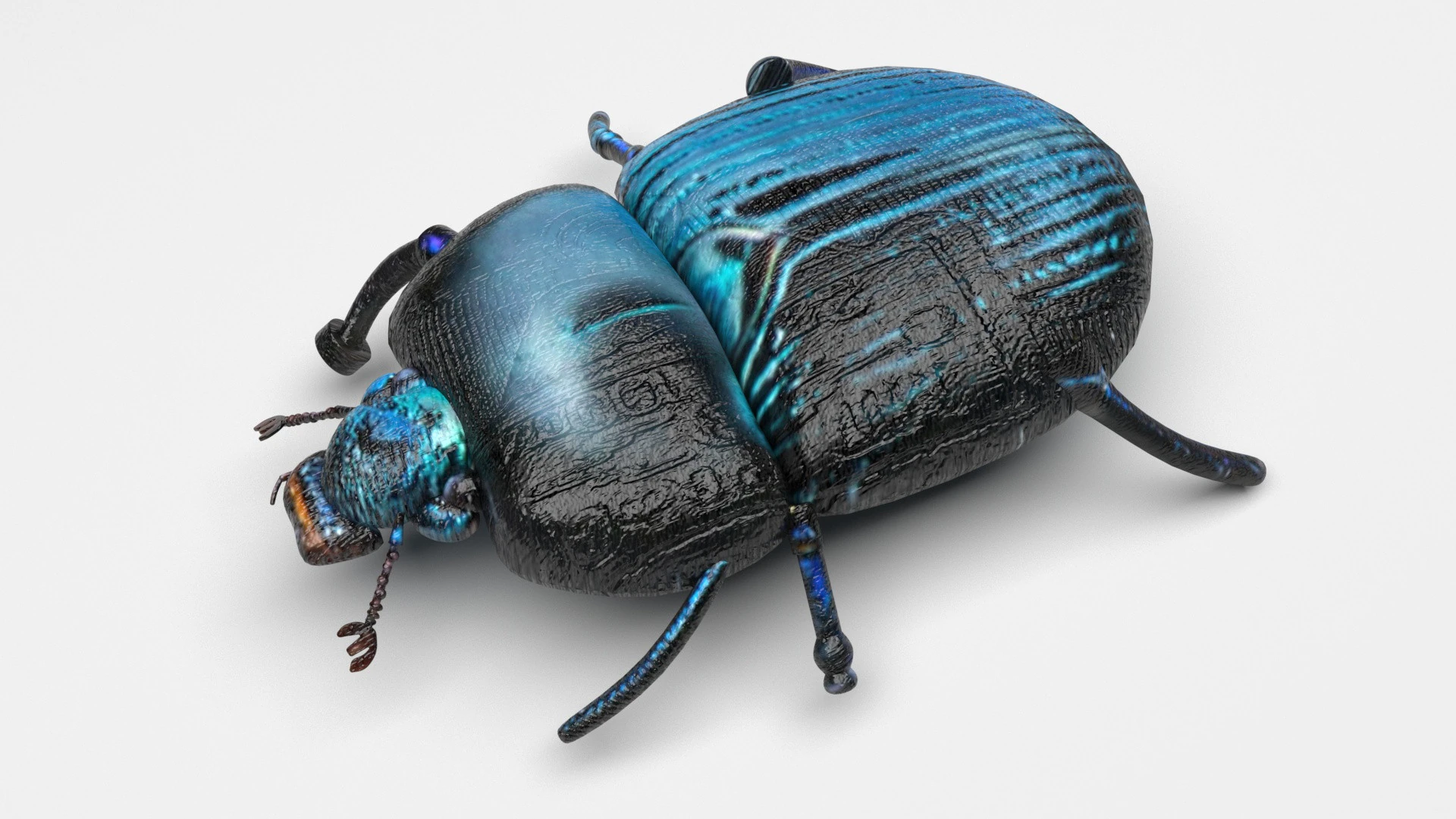 Жук 3D Модель .c4d .max .obj .3ds .fbx .stl .blend 