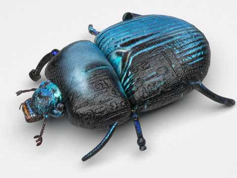 Beetle 3D Model