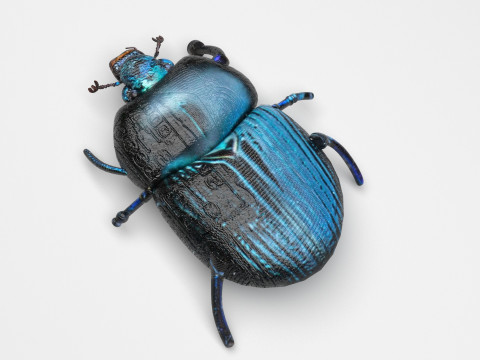 Beetle Modelo 3D