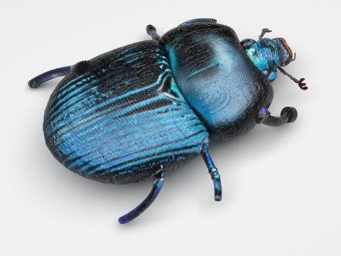 Beetle Modelo 3D