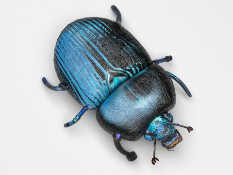 Beetle Modelo 3D