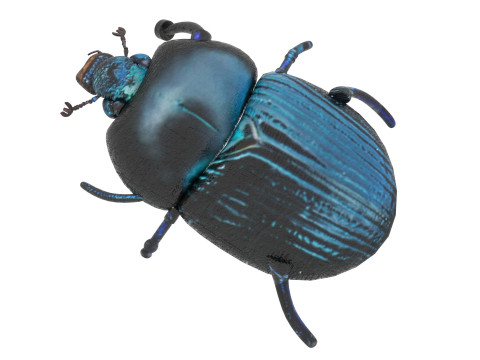 Beetle Modelo 3D