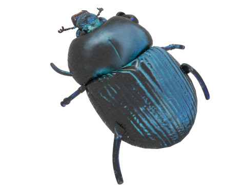 Beetle Modelo 3D