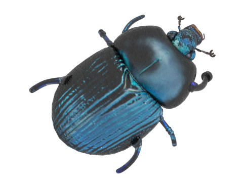 Beetle Modelo 3D