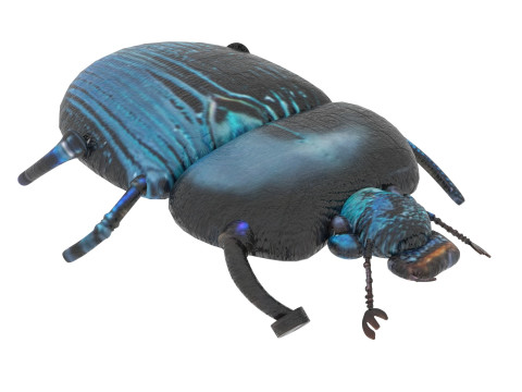 Beetle Modelo 3D