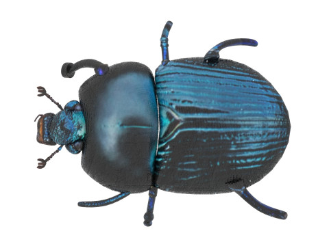 Beetle Modelo 3D
