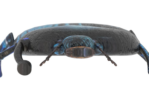 Beetle Modelo 3D