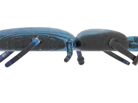 Beetle Modelo 3D