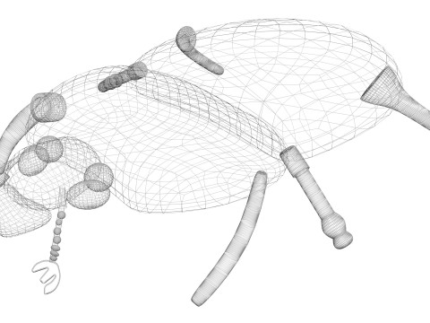 Beetle Modelo 3D