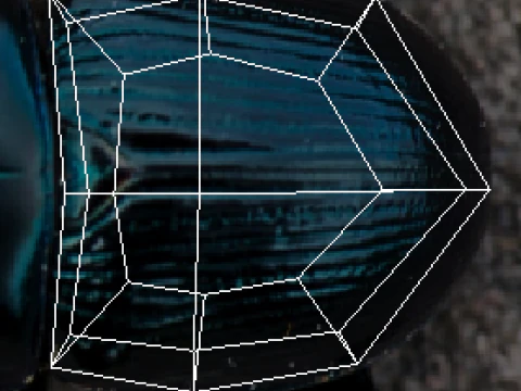 Жук 3D Модель