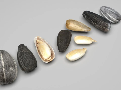 Conjunto de sementes de girassol Modelo 3D