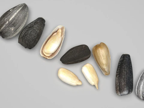 Sunflower Seeds Set 3D Model