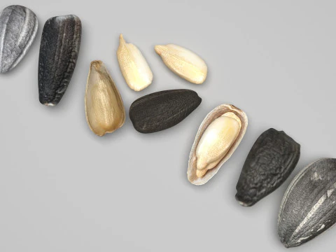 Sunflower Seeds Set 3D Model