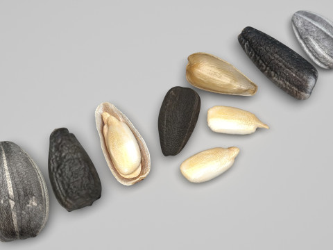 Sunflower Seeds Set Model 3D