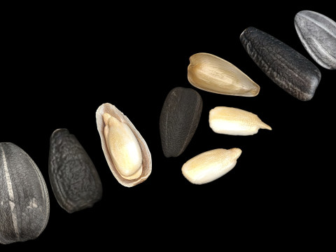 Sunflower Seeds Set Model 3D