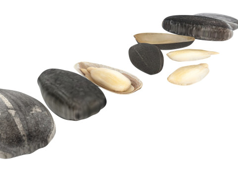 Sunflower Seeds Set Model 3D