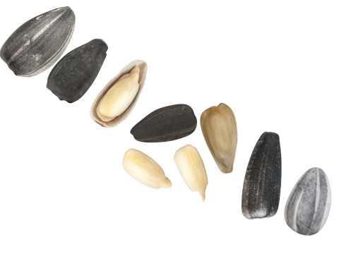 Sunflower Seeds Set Model 3D