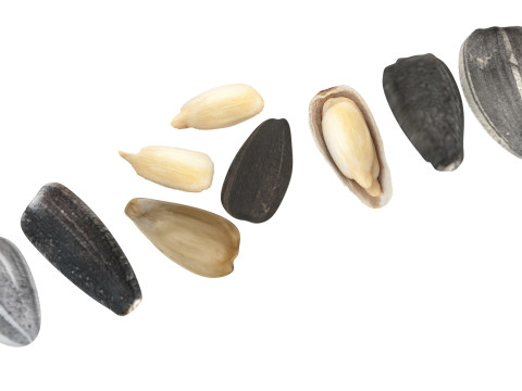 Sunflower Seeds Set Model 3D