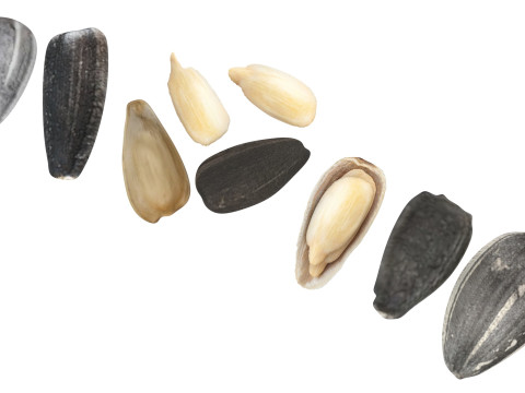 Sunflower Seeds Set Model 3D