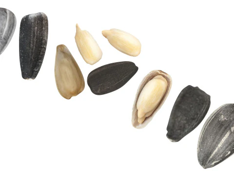 Sunflower Seeds Set 3D Model