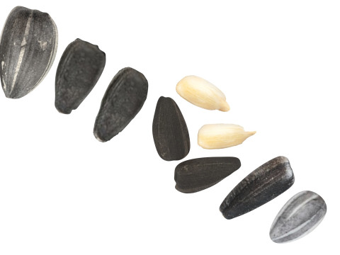 Sunflower Seeds Set Model 3D