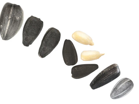 Sunflower Seeds Set 3D Model