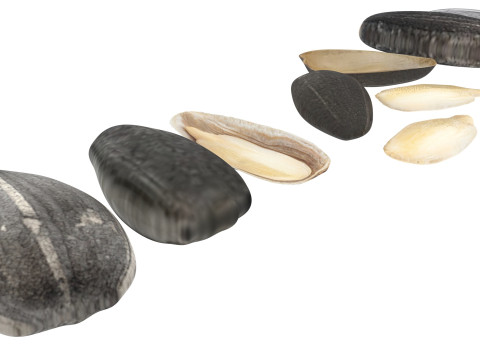 Sunflower Seeds Set Model 3D