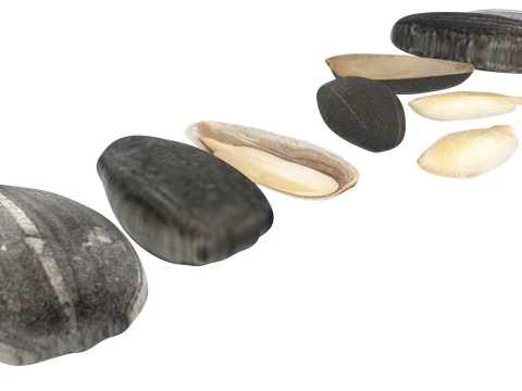 Sunflower Seeds Set 3D Model